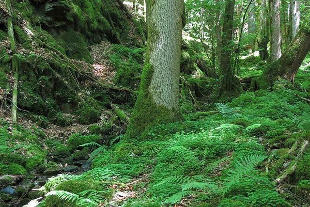 Teil des Schwarzwalds als Biosphärenreservat anerkannt