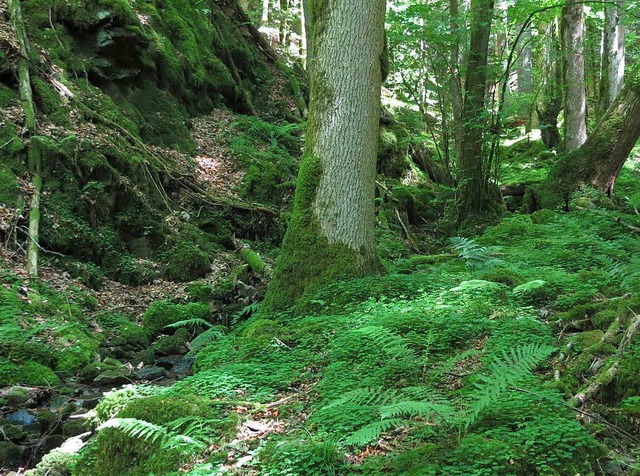 Auszeichnung fr den Schwarzwald: Die ...rges als Biosphrenreservat anerkannt.  | Foto: Verwaltung des Biosphrengebiet Schwarzwald -Christoph Huber