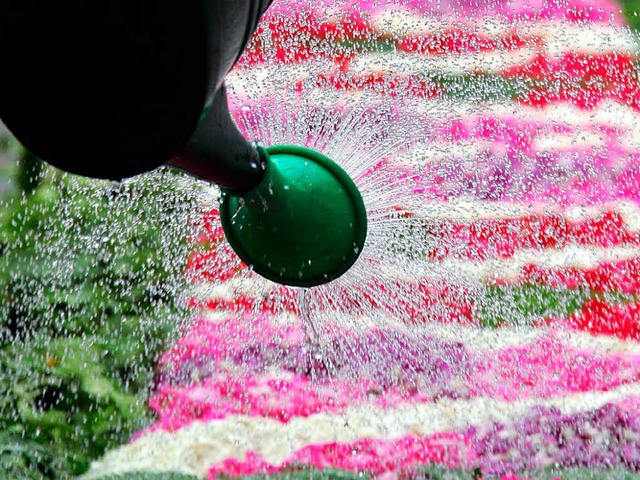 Bei zu groer Hitze kann der Blumenteppich auch etwas Wasser vertragen.   | Foto: Patrick Seeger/dpa
