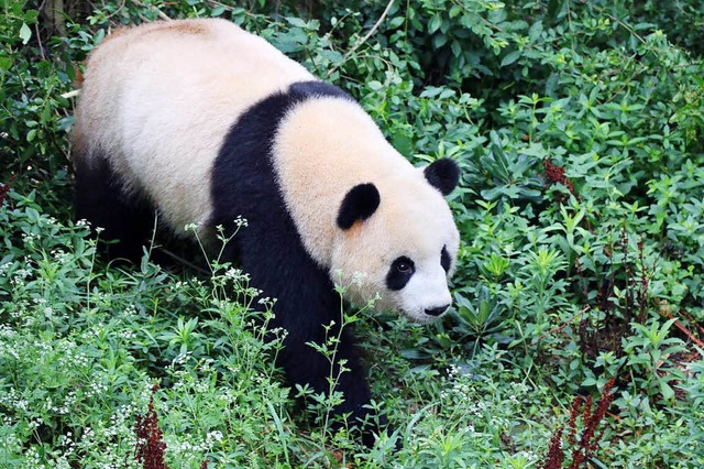 Panda-Weibchen Trumchen kommt mit Pan...e aus China dann fr Nachwuchs sorgen.  | Foto: dpa