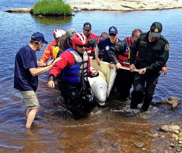 Helfer holen den Wal aus dem Fluss.   | Foto: Marine Animal Response Society