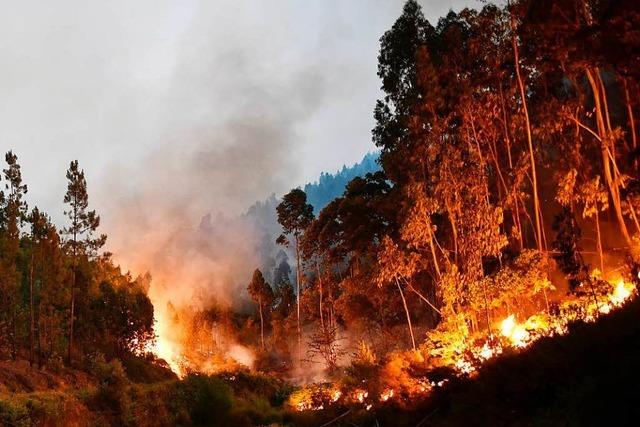 Schwerer Waldbrand in Portugal – 39 Tote