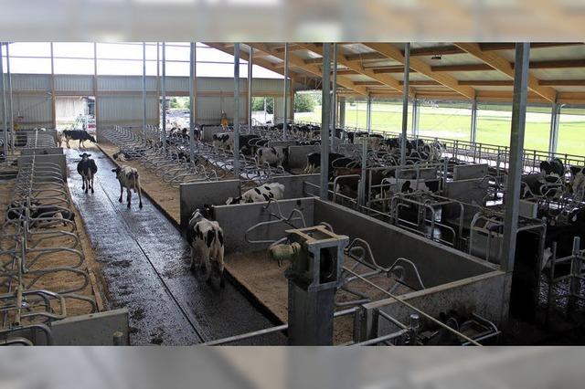 Wo die Kühe selbst zum Melken gehen