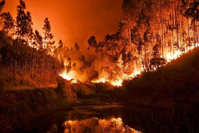 Waldbrand in Portugal