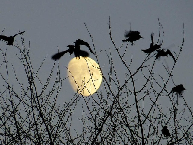 So hnlich wie auf diesem Symbolfoto s...derzeit auch in Bad Krozingen oft aus.  | Foto: Dorothea Nusser-Schz