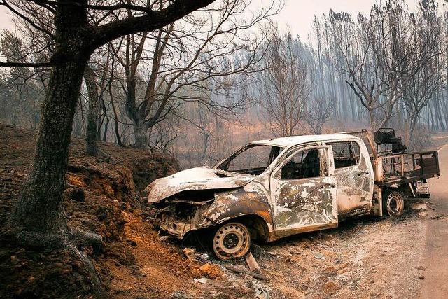Waldbrände in Portugal: Ist der Eukalyptus schuld?