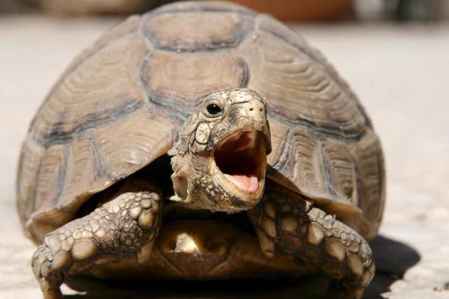 Haben Diebe in Huttingen vier Landschildkröten gestohlen?