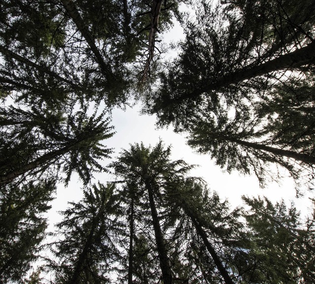 Zirka  4 m Holz wachsen pro Sekunde in Deutschlands  Wldern nach.  | Foto: dpa