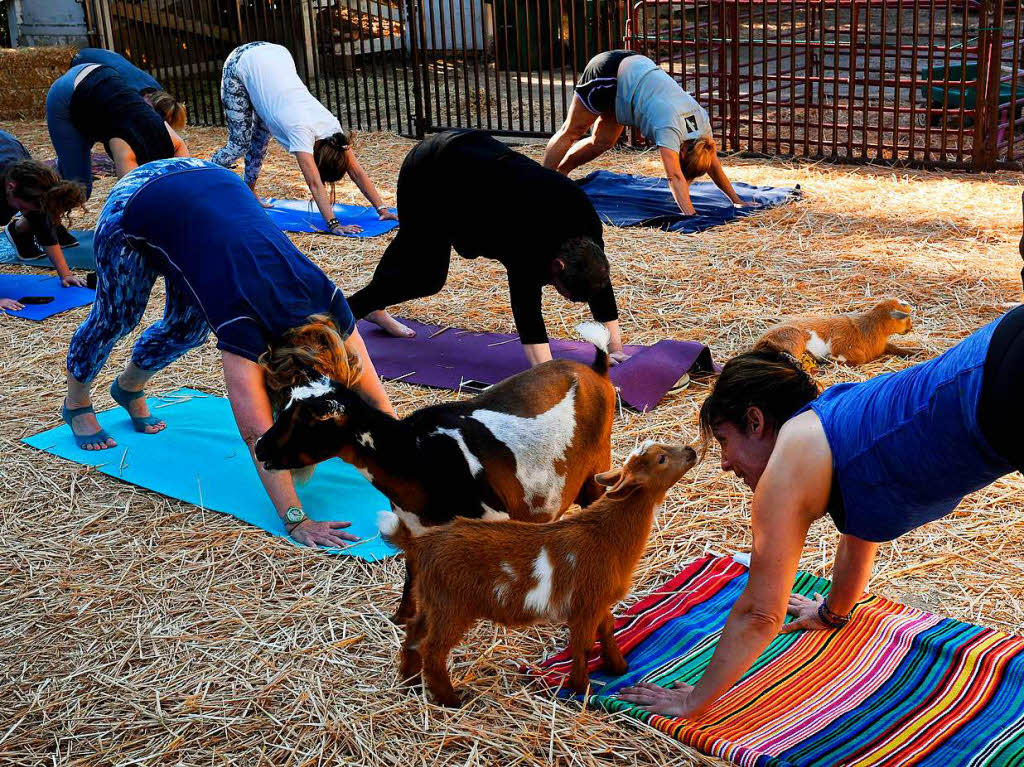 Viel Spa – und ein wenig Entspannung – beim Ziegen-Yoga