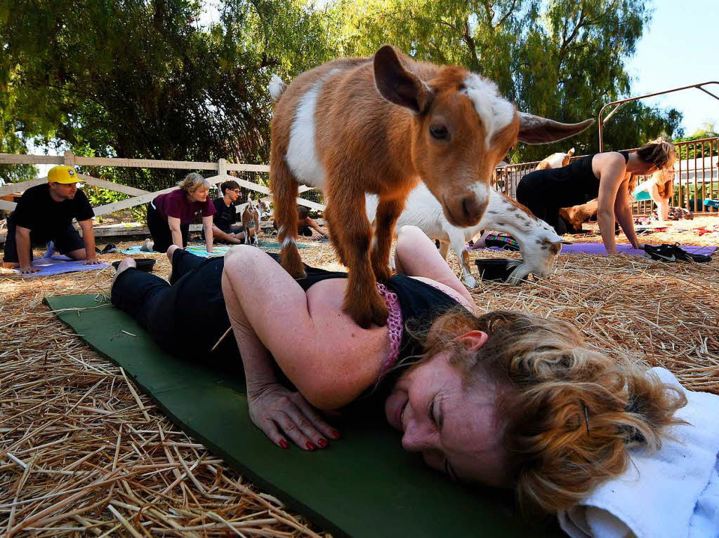Viel Spa – und ein wenig Entspannung – beim Ziegen-Yoga
