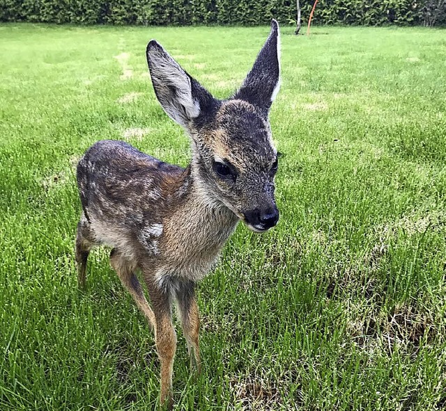 Eines der Rehkitze, die es geschafft h...s Rehkitz wurde im Klettgau gefunden.   | Foto: Privat