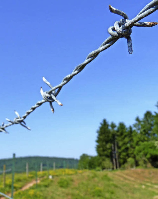 Stacheldraht am Westweg. Dahinter stehen Khe und Pferde auf der Weide.  | Foto: Sattelberger