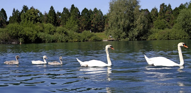 <BZ-FotoAnlauf>Leserinfoto:</BZ-FotoAnlauf> Schwne auf Familienausflug  | Foto: Laura Herth