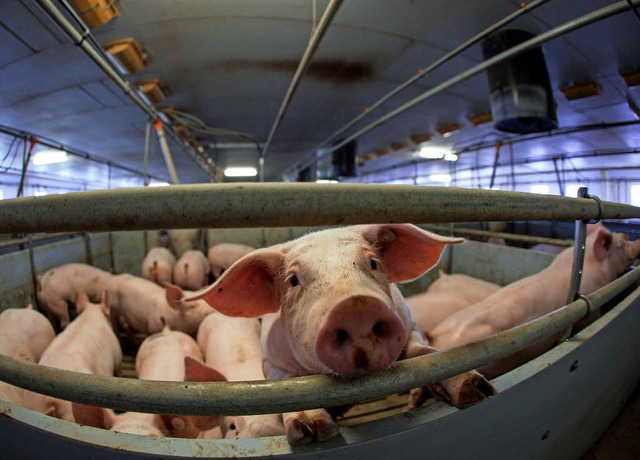 Keine rosige Zukunft haben diese Mastschweine.  | Foto: dpa