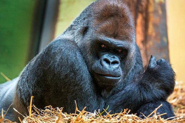 Beim Vauban-Sommerfest kannst Du Dein altes Handy spenden und damit Gorillas retten