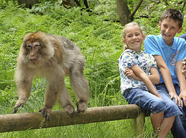 Tierische Begegnungen  | Foto: Promotion Affenberg