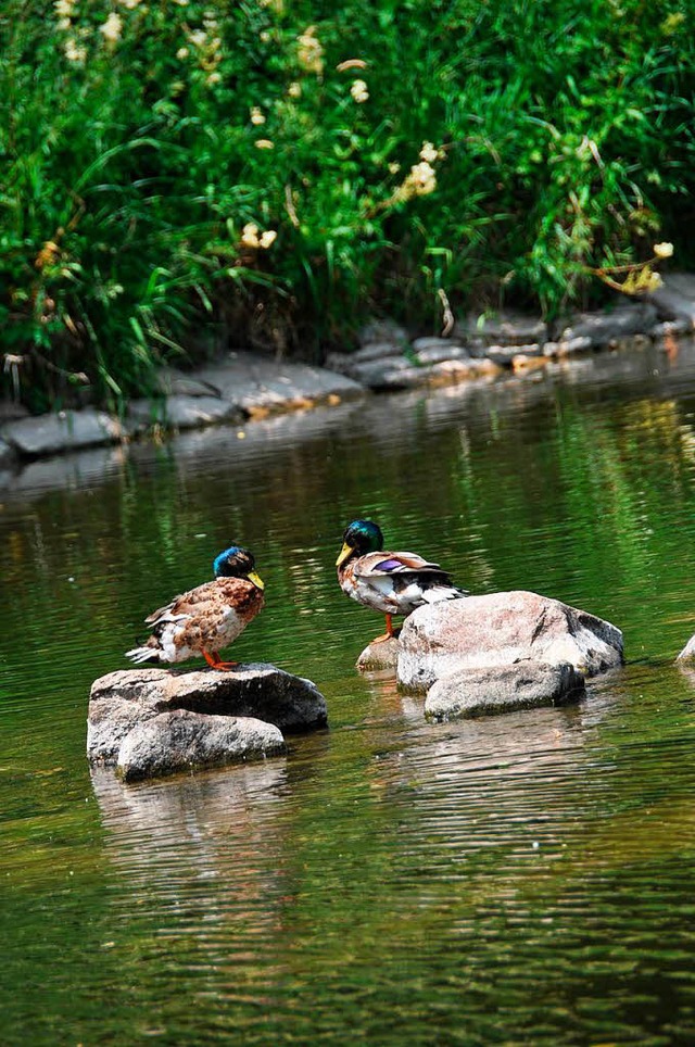 An manchen Stellen sitzen die Enten  mitten im Fluss Wiese auf dem Trockenen.  | Foto: Daniel Gramespacher