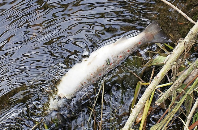 Einer der toten Fische im Kanal der Wuhrgesellschaft   | Foto: Landratsamt