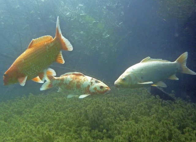Mitunter werden exotische Fische, wie ...ie Gewsserkologie leidet darunter.    | Foto: Susanne Bremer