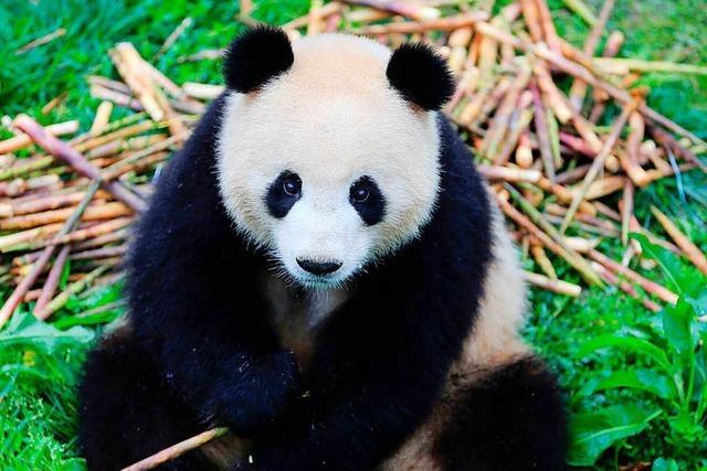 Pandas aus China werden heute in Berlin empfangen