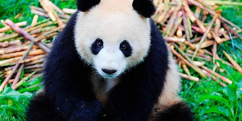 Pandas Aus China Werden Heute In Berlin Empfangen Panorama Badische Zeitung