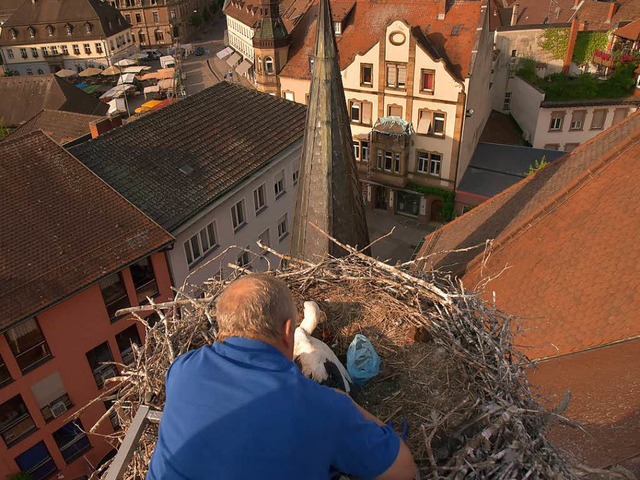 Der Jungstorch im Nest  auf der Stadtk... ihm in  24 Metern Hhe einen Ring an.  | Foto: Dieter Erggelet