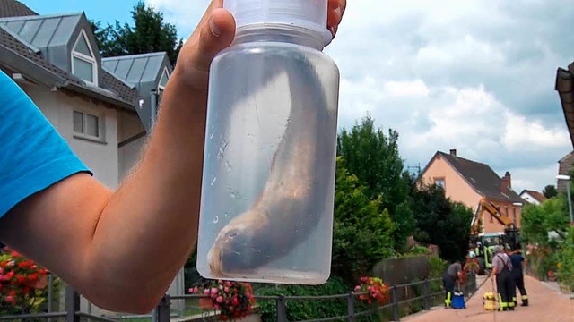 Mit Chlor-Granulat haben Unbekannte Fische im Ettenheimer Dorfbach vergiftet.  | Foto: Kamera24