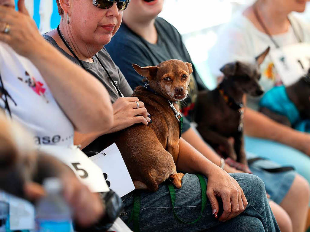 Das sind die Teilnehmer am Wettbewerb zum hsslichsten Hund der Welt.
