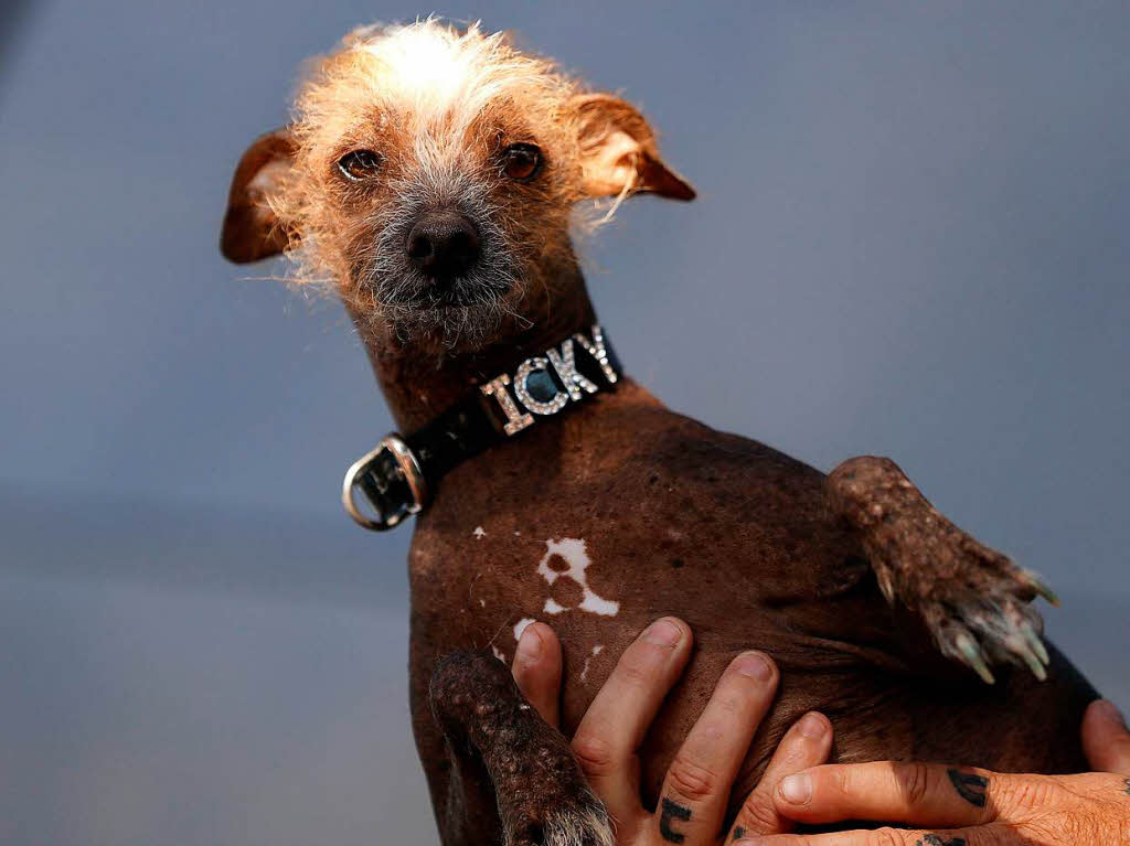 Das sind die Teilnehmer am Wettbewerb zum hsslichsten Hund der Welt.