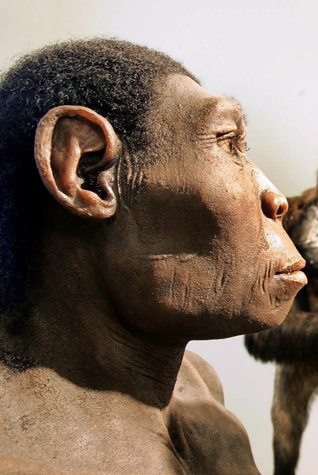 Modell eines Homo erectus  | Foto: Rainer Jensen