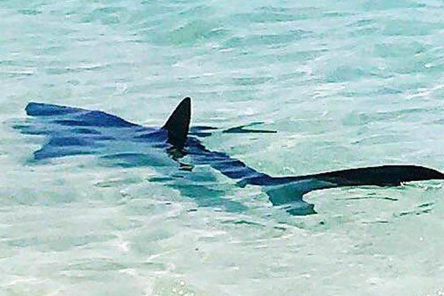 Hai-Alarm auf Mallorca: Badegste in Angst