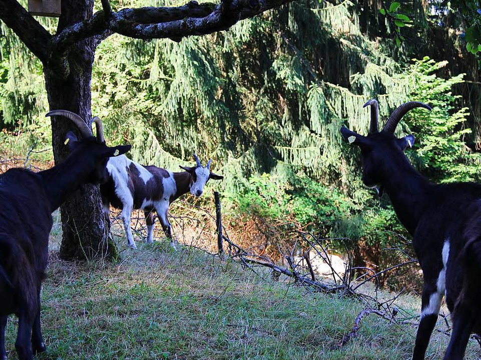 Die Tiere leben von April bis Oktober auf der Fläche am Schlossberg  | Foto: Gina Kutkat