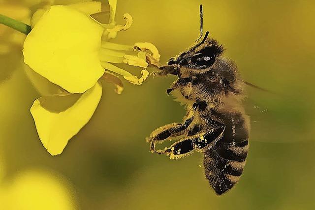 Mehr Einsatz zum Schutz der Biene