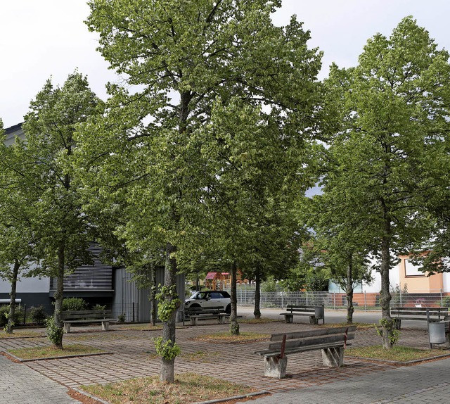 Die Linden auf dem Platz der Begegnung...11;  Abhilfe ist noch nicht in Sicht.   | Foto: C. Breithaupt/B. Sasse/ R. Beschorner