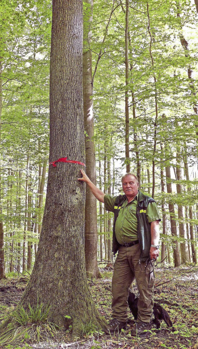 Diese Eiche hat Johannes Wiesler mit e...damit als Bestattungsbaum ausgewiesen.  | Foto: Nikola Vogt