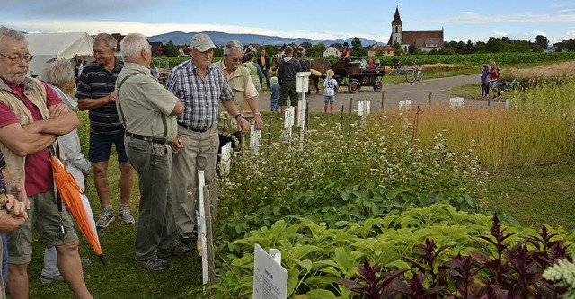 Zahlreiche Besucher bewunderten am ver...e Pflanzungen des Schaufelds in Reute.  | Foto: Sommer