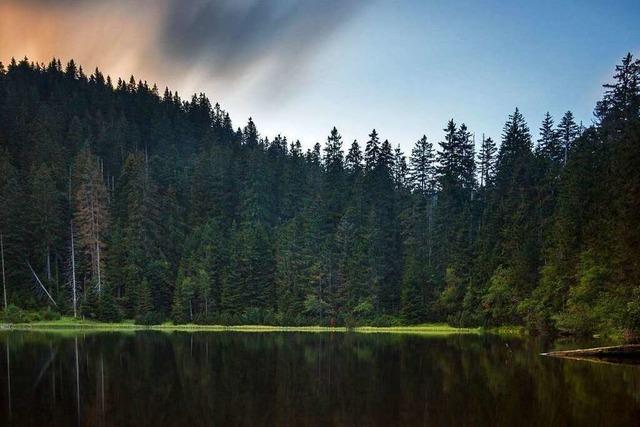 Im Nationalpark Schwarzwald gibt es unbegradigte Natur