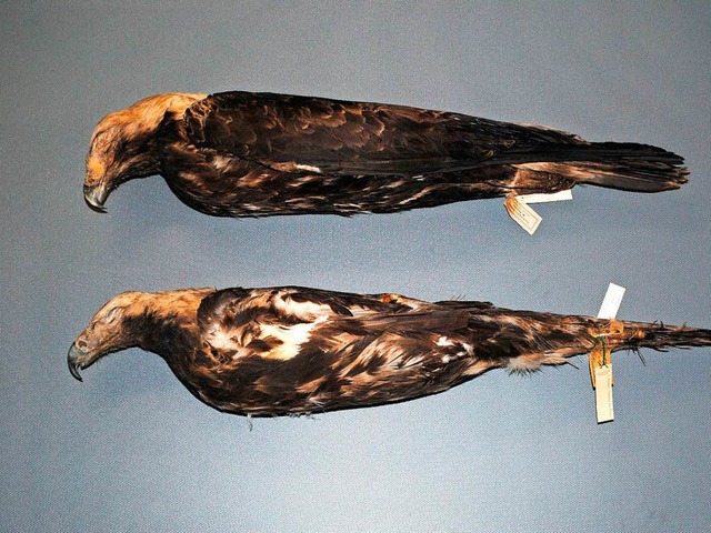 Zwei Prparate des Kaiseradlers in der...n Tier  wurden die Flgel abgebrochen.  | Foto: dpa