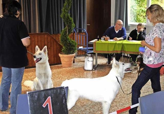 Konzentration auf Hund und Herrchen: die Preisrichter bei der Arbeit   | Foto: Sigrid Umiger