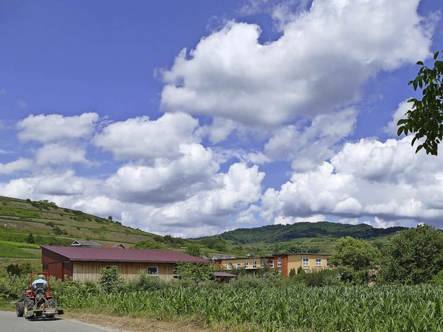 Im Bereich Kaibengasse in Ihringen soll ein Neubaugebiet entstehen. | Foto: Thomas rhenisch Im Bereich Kaibengasse in Ihringen soll ein Neubaugebiet entstehen. | Foto: Thomas rhenisch