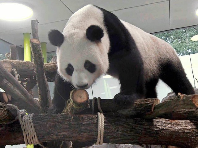 Jiao Qing auf Erkundungstour in der neuen Heimat Berlin   | Foto: dpa