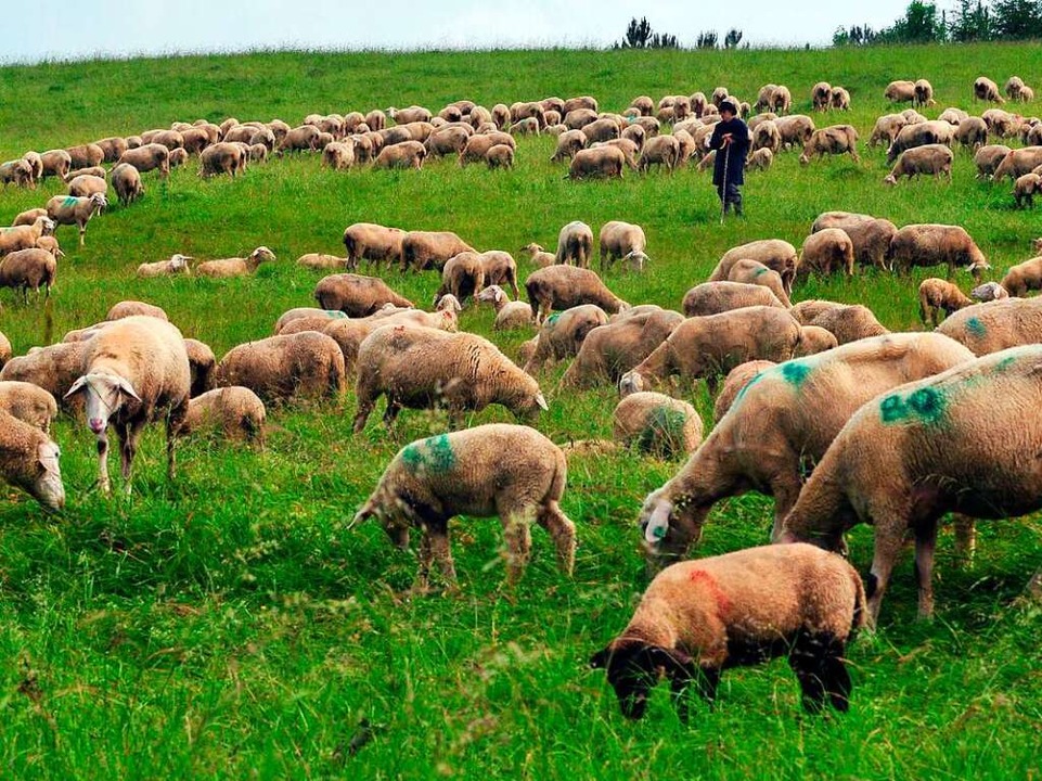 Schafe auf der Schwäbischen Alb  | Foto: Stefan Puchner