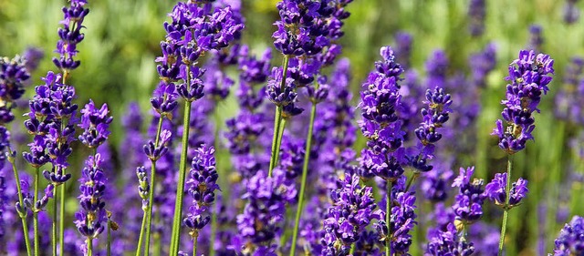Lavendel hat viele Qualitten.   | Foto: volker huber