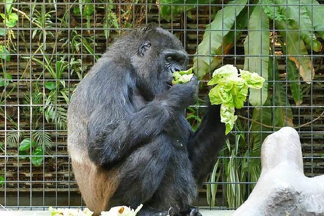 Zisch-Aktionstag im Basler Zoo