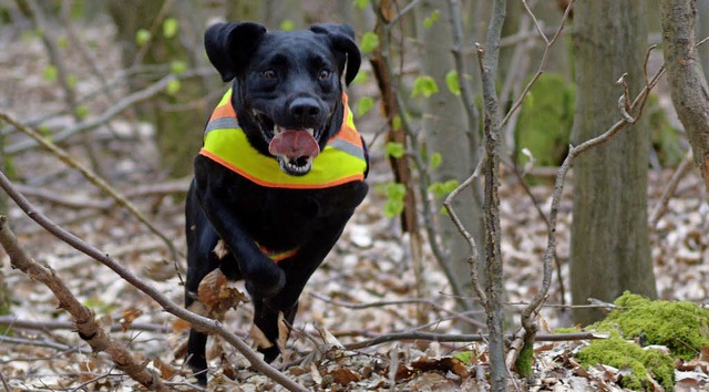 Ein Rettungshund beim Training   | Foto: dpa