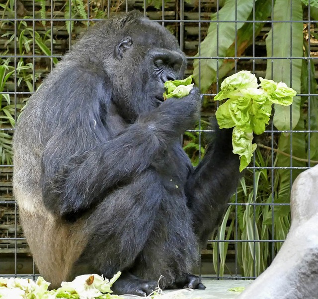 Gorilladame Goma futtert Salat.  | Foto: Sonja Zellmann