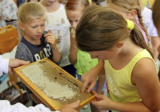 Kinder der 4b drfen mit dem Finger Ho...fasziniert das Gewusel im Bienenstock.  | Foto: Benedikt Metzger