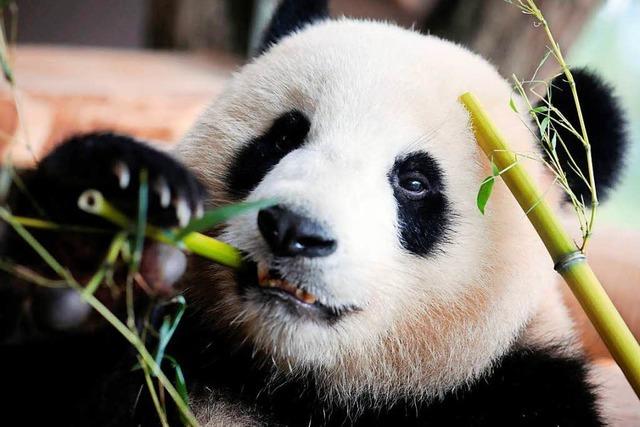 Wieder Pandas in Berlin, Merkel begrt 