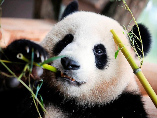 Einer der beiden neuen Pandabren im Berliner Zoo.  | Foto: AFP