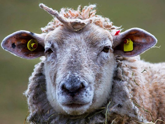 Sieht unschuldig aus &#8211; kann aber... mit seinem Kot flachlegen: ein Schaf.  | Foto: dpa